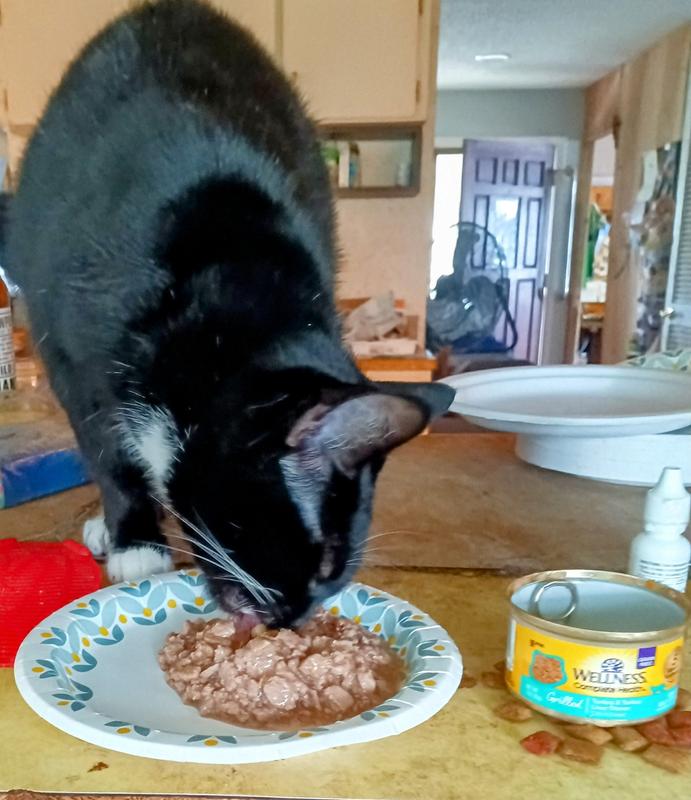 Tippy can't get enough of her Wellness Turkey & Liver