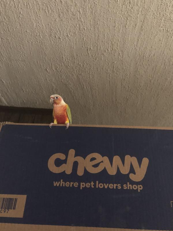 Kimchi says Chewy and FedEx are great services.