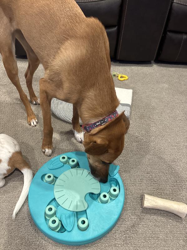 Kal-dog working for her snacks!