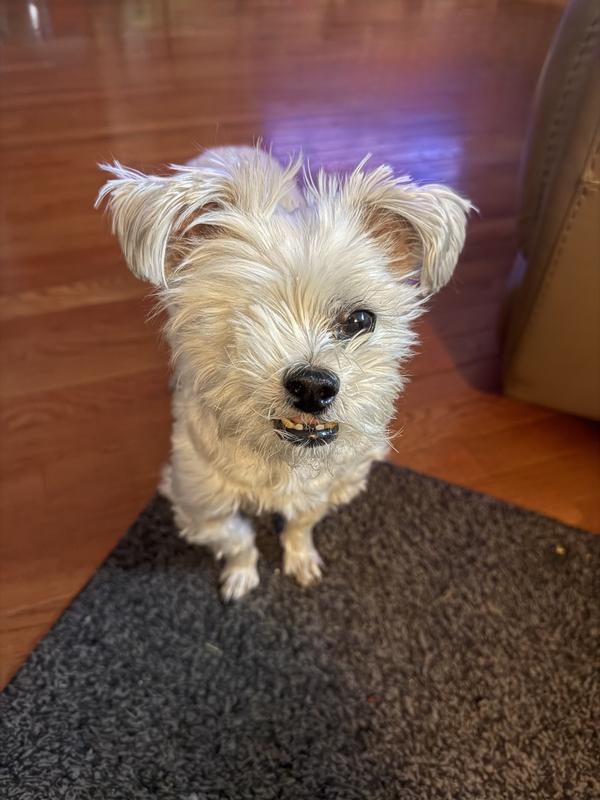 I’m Dexter. I lost my eye to glaucoma a few months ago but my mom says I’m still a pretty handsome pup!!