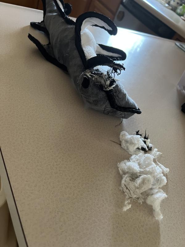 Not tough at all against Boston Terrier