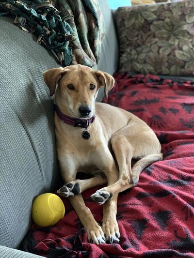 JW Pet iSqueak Bouncin Baseball Dog Toy — Concord Pet Foods & Supplies