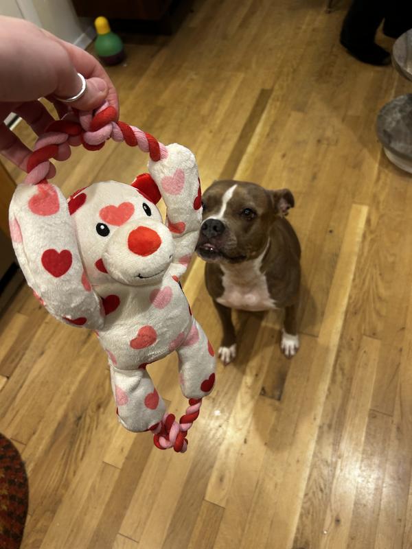 As soon as I showed my dog this toy she was so excited.