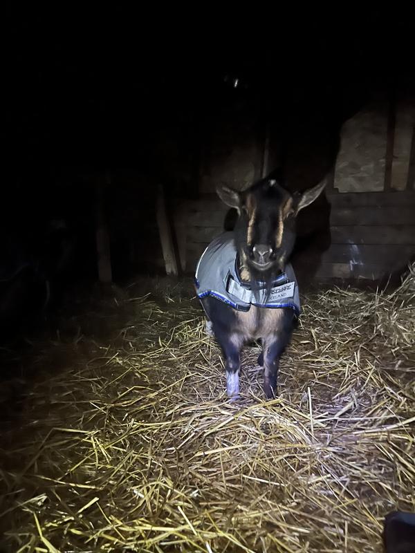 Our fully grown Nigerian dwarf wearing his winter coat :)