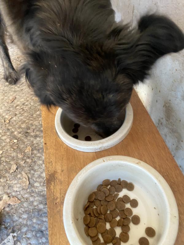 The food is dark in color- do not know why photo made it look light.