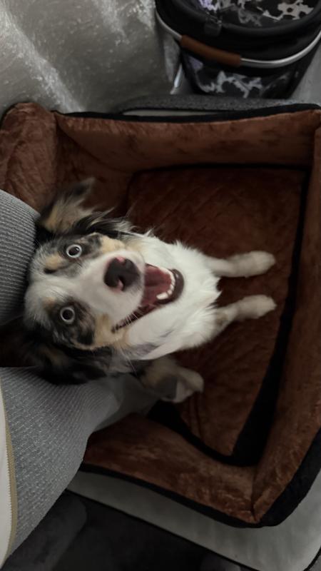 Using some treats to lure her in, she wasn’t quite sure what to do!