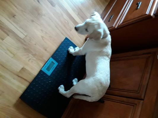 Multifunctional Pet Weight Scale for Large Dogs, Temp-Glass Big Dog Scale  Hold 220lbs Animals with A Mat, ±10 Grams Accuracy, for Home and Vet Clinic