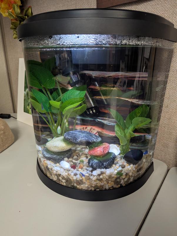 Perfect in my natural 3.5 gallon