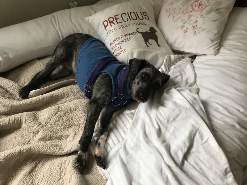 Pepper, my foster, next to memorial pillow to Precious