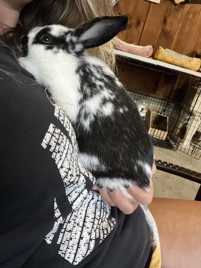 MANNA PRO Small World Complete Rabbit Food, 25-lb bag - Chewy.com