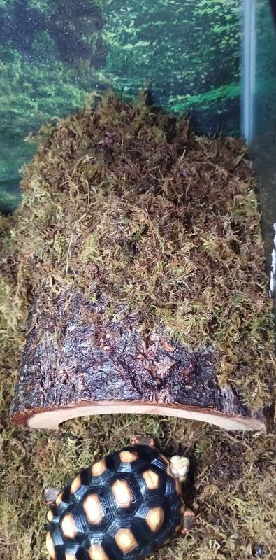 Exo Terra Forest Moss Tropical Terrarium Reptile Substrate 7 qt - Feeders  Pet Supply