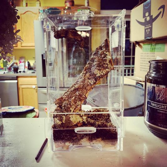 ZILLA Micro Habitat Terrariums with Locking Latch Arboreal, Small