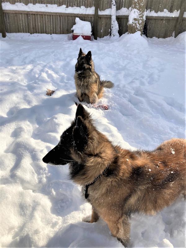 Their favorite season is snow =:)