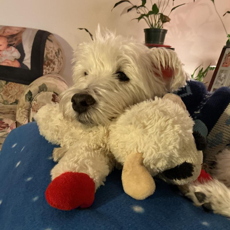 Winston’s favorite toy from Chewy!