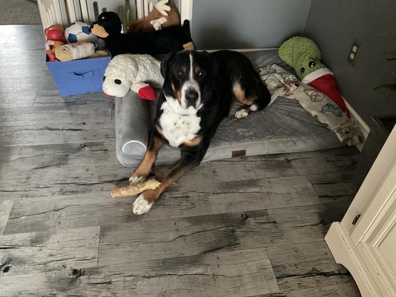 My pup just chilling with his Coffee Wood Dog Chew!