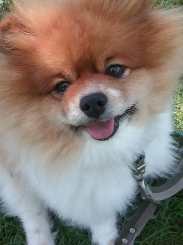 One of my beloved fur children Prince Puffyhead before diabetics battle we are now fighting