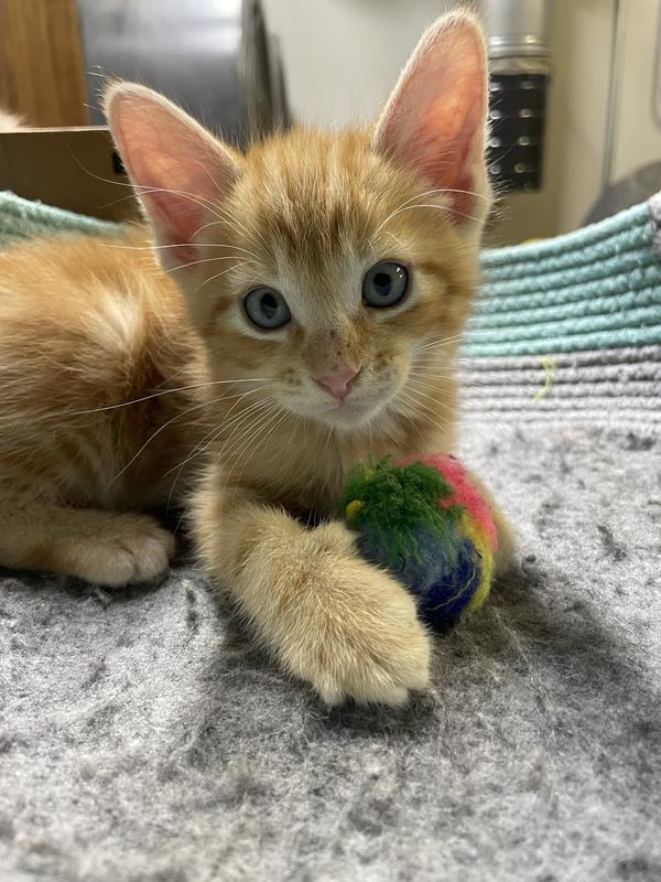 Torch approved chow!