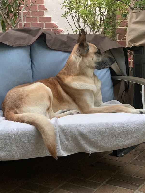 His highness