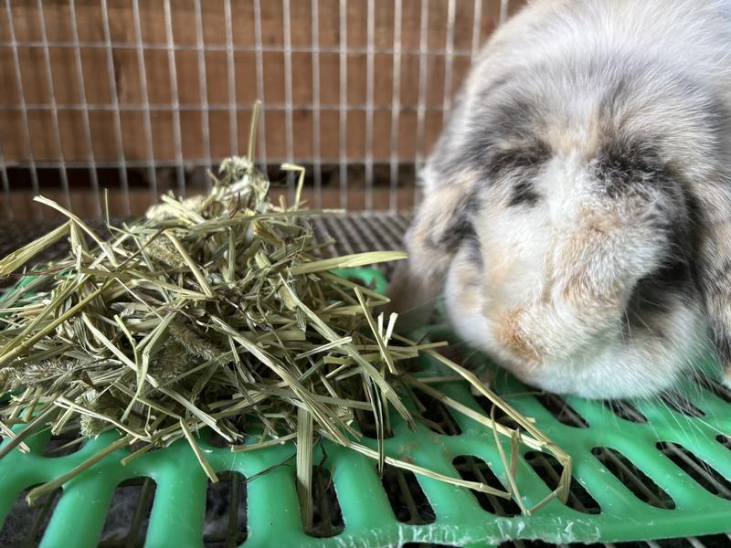 Skittles was the only one that liked the hay
