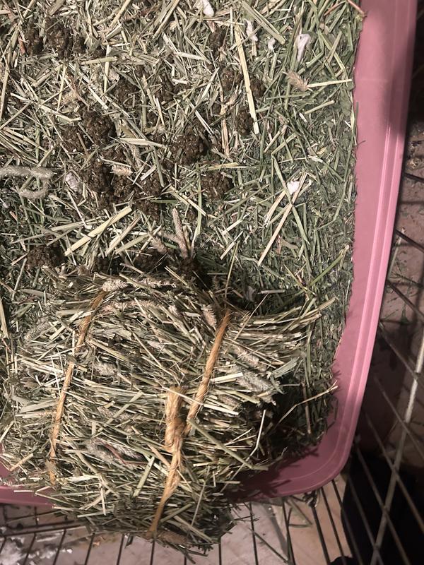 All the berry bits dumped in her hay from the bag