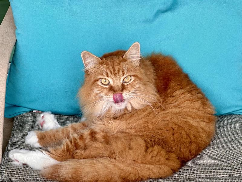 Time out for grooming and then a nap