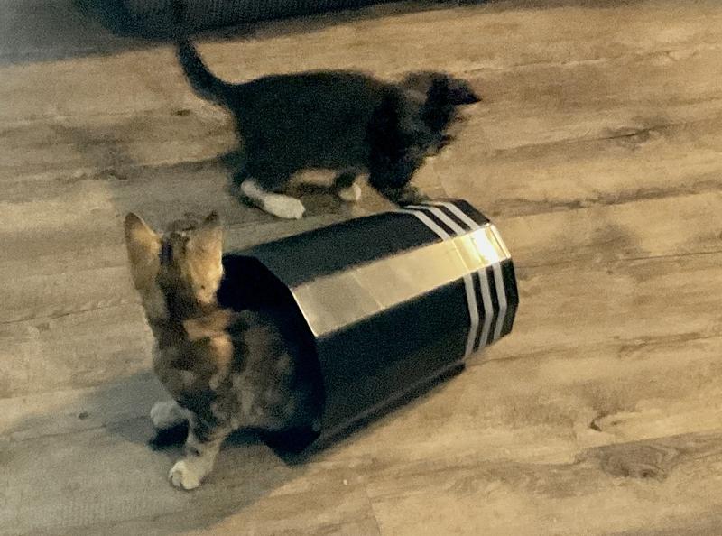 We have a ton of toys but taking turns rolling each other in this can, leaping into and out of Chewy Boxes and wrestling on mom’s head are so much more fun!