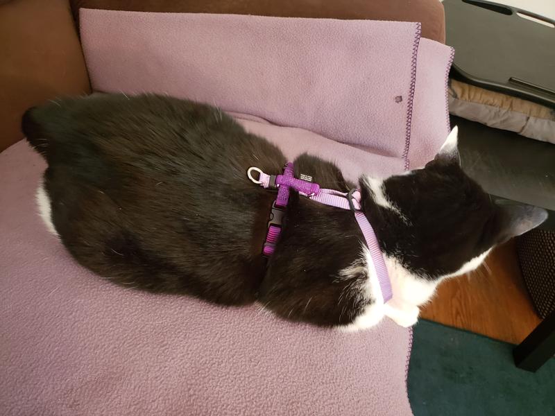 Dog/cat Harness Coco 