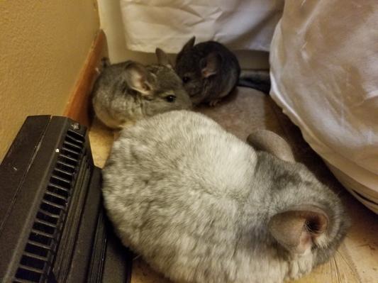 Here are 3 of my babies. Noodle,Watson and Sherlock.