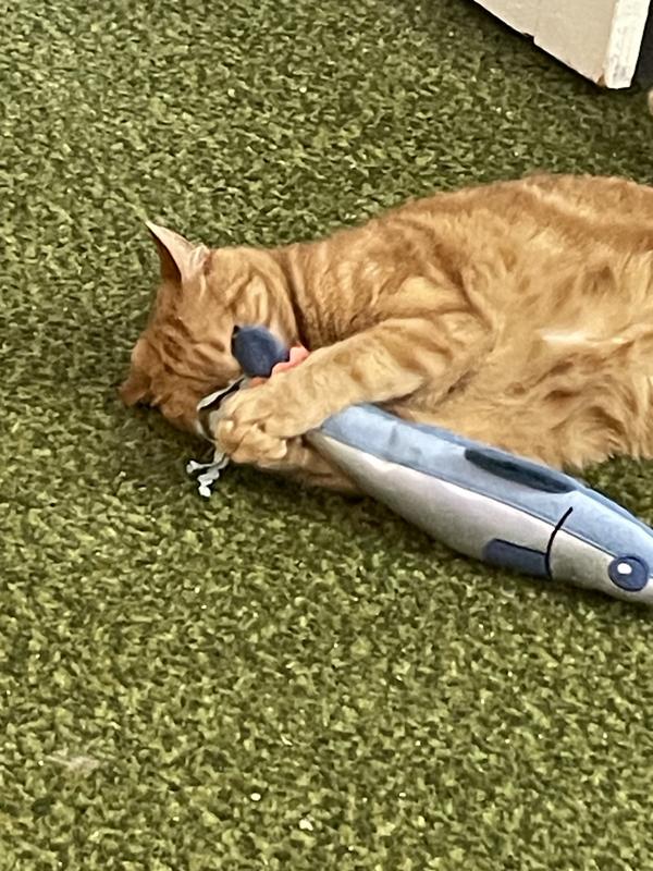 Blissed-out Scout