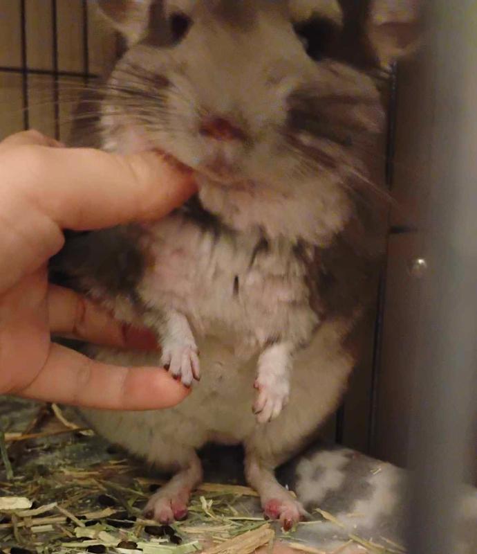 Purple neck/chin staining from purple ledge