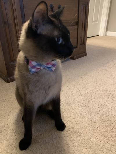 Pugs with his new collar. Looking dapper posing for the picture.