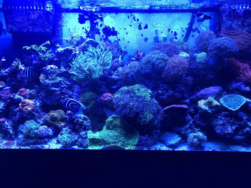 110 gallon mixed reef