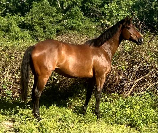 OMEGA FIELDS Omega Horseshine Complete Powder Horse Supplement