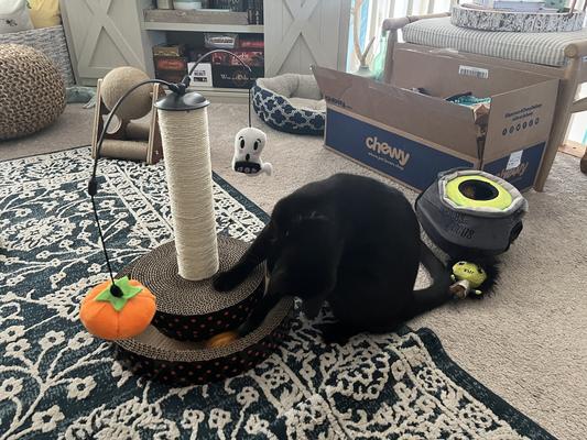 Frisco Halloween Tombstone Interactive Cardboard Pop-Up Scratcher Cat Toy with Silvervine & Catnip