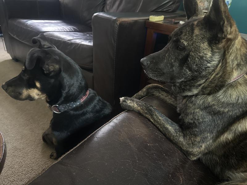 The girls are ready for Independence Day!