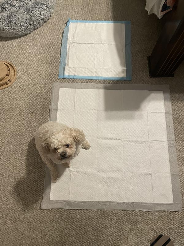 My 22 lbs Cavapoo and my regular potty pads for size reference