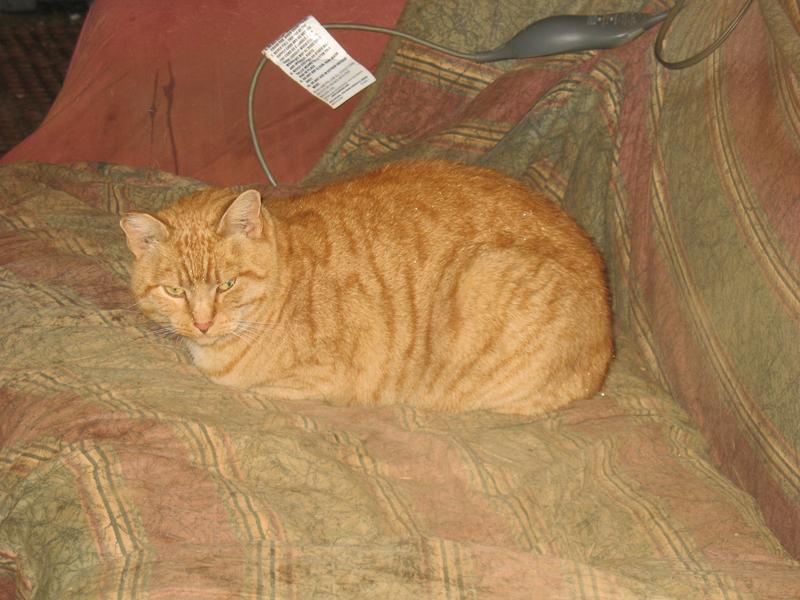 Rocky, the six toed cat.