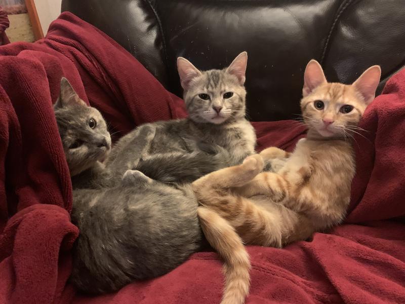 Happy Kitties