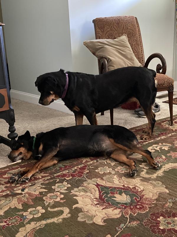 Faith is always ready to play —Scout not so much!!!