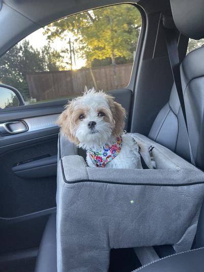 Ruffle loves her car seat!