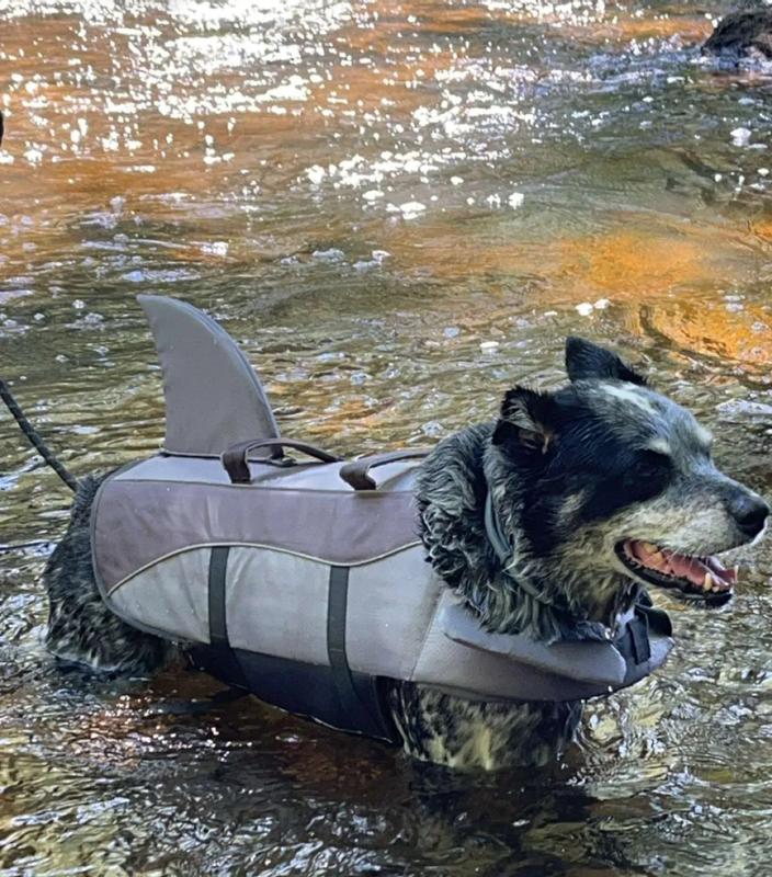 FRISCO Shark Dog Life Jacket, Gray, XSmall