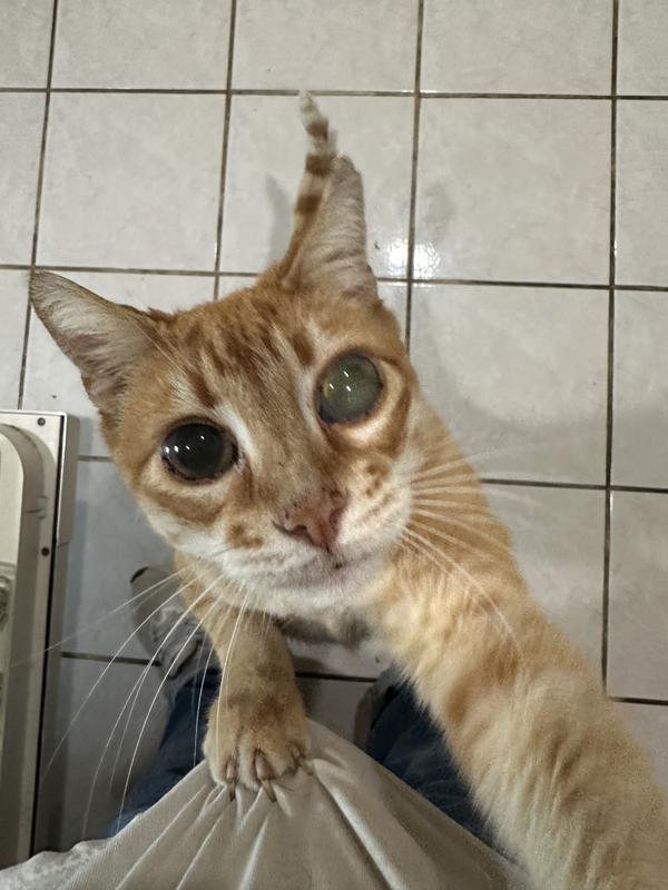 Oliver eats Iams Perfect Portions