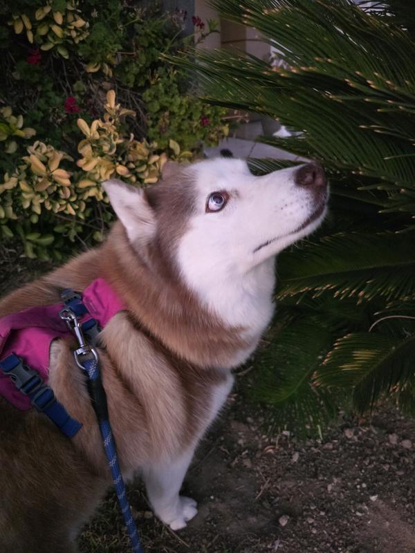 Sky showing off her Ruffwear harness