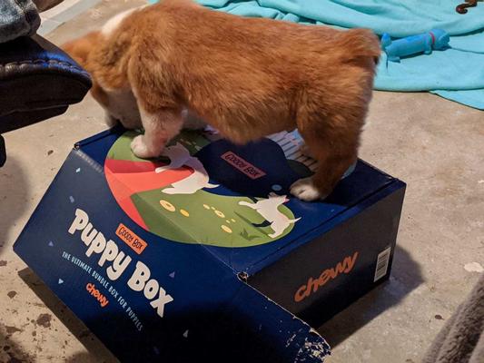 Chewy 2024 puppy box