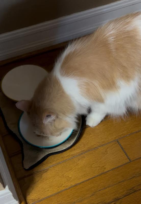 Ollie loved this food