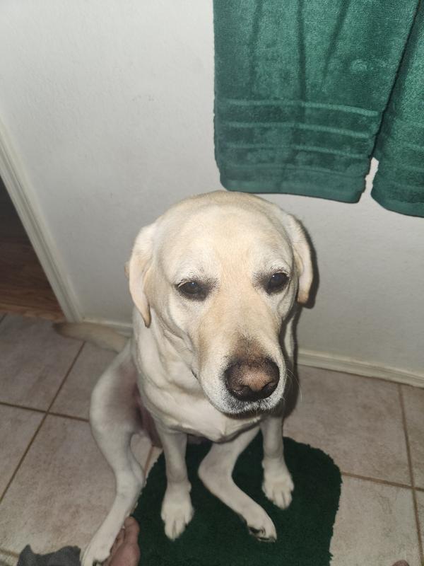 Lacey not feeling good, staying in the bathroom.