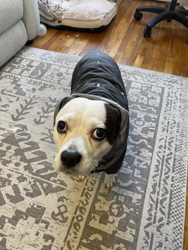 Hurtta Extreme Overall Insulated Dog Snowsuit, Blackberry