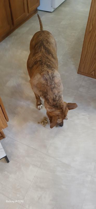 Doof in the section of the kitchen he is afraid of. Lured there with Dr Gary's Freeze Dried Fish