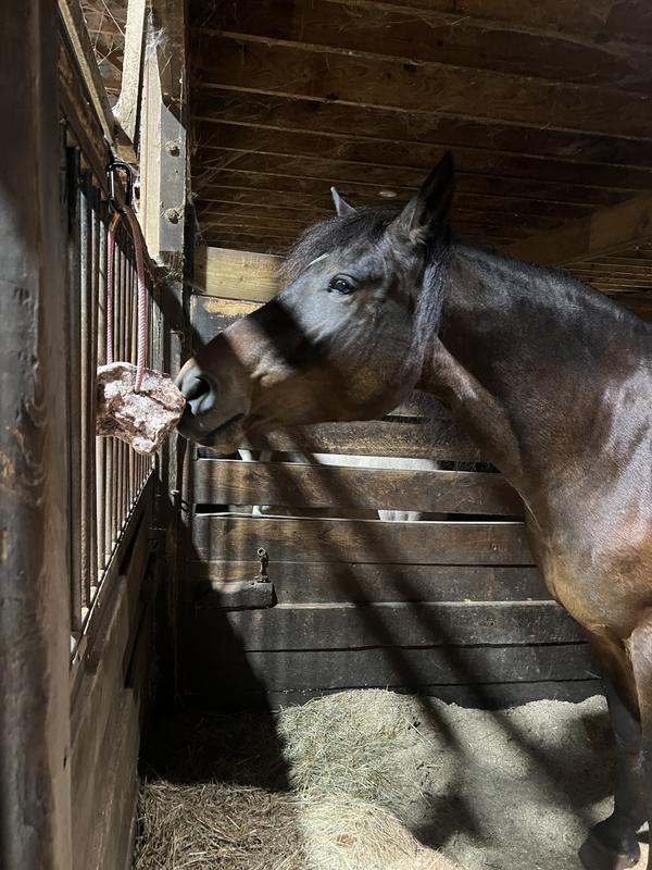 Fergus started enjoying this as soon as I hung it in his stall!