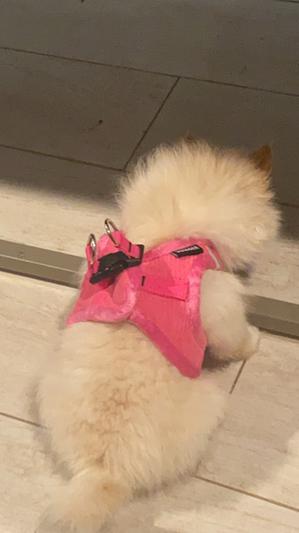 Xena in her vest